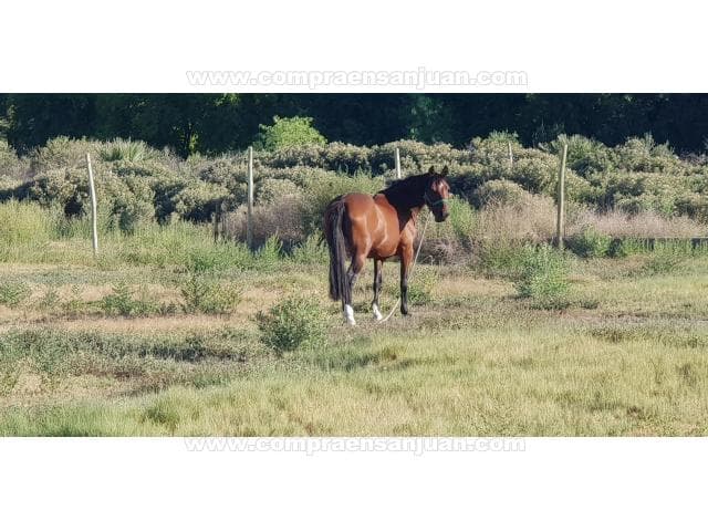 Vendo Lote  1500 Mts. En Medano De Oro Con Nomenclatura