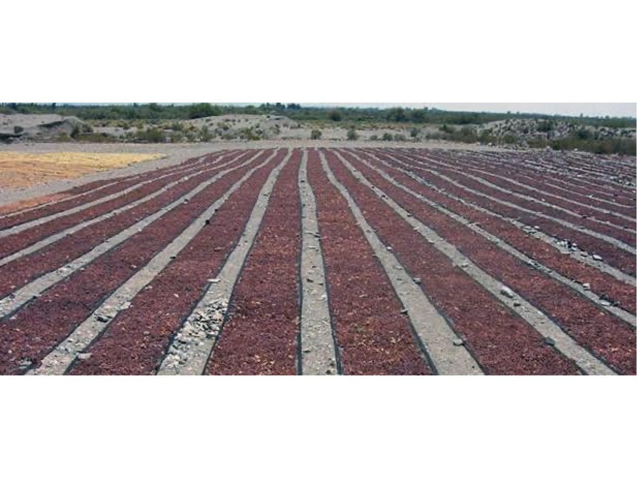 36 Hectáreas De Secadero Acondicionado O Terreno Para Cultivo, Albardón, Con Potencial Para Plantación De Pistacho