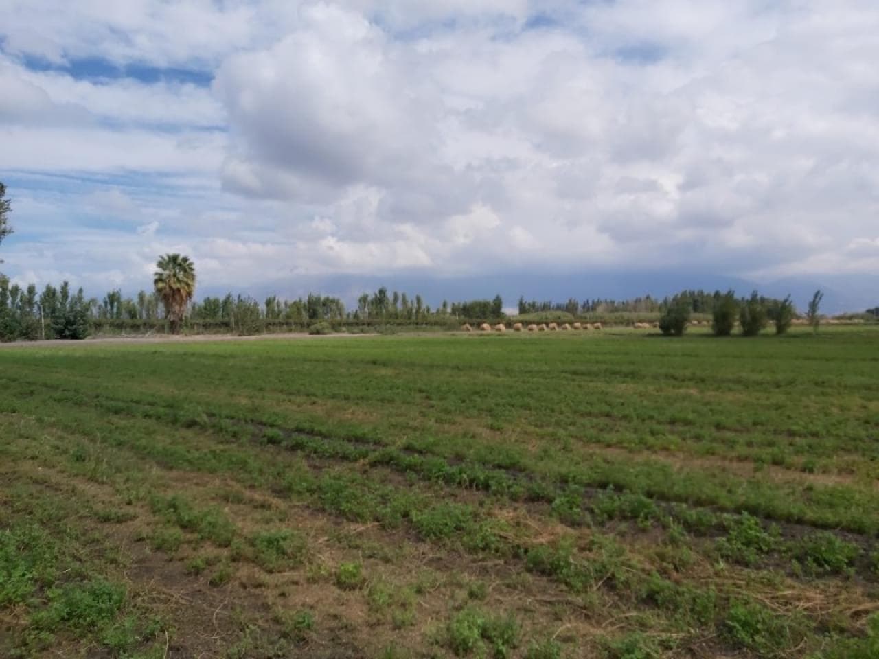 Finca / Terreno De 1 A 6 Ha - A Mts De Ruta 40 Y Calle 10 En Pocito - Derecho De Riego Y Pozo - Extension A 9 Ha.-