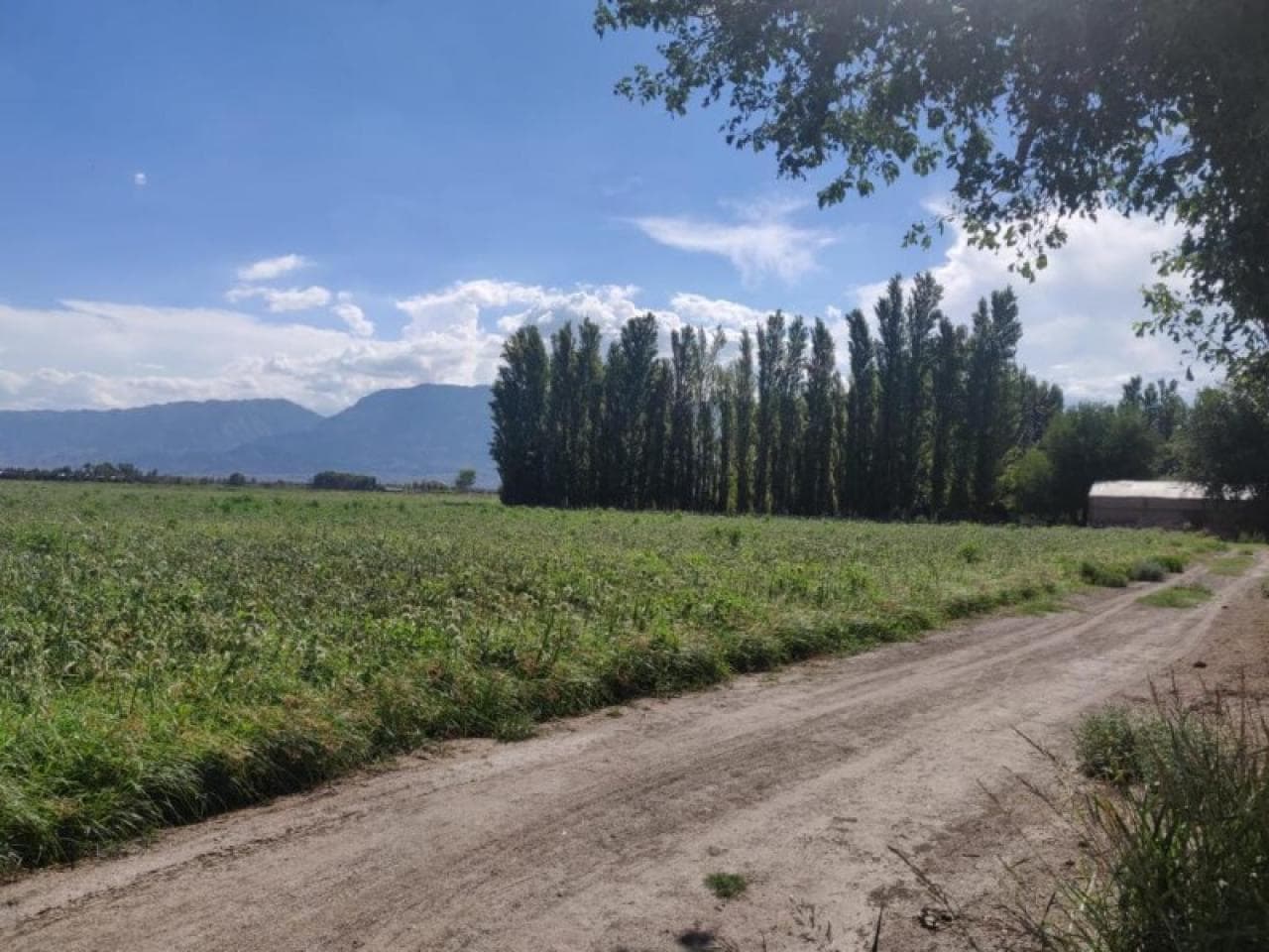 Impecable Finca De 21 Ha En Calle 12 Casi Ruta 40 - Riego Por Goteo - Pocito.-