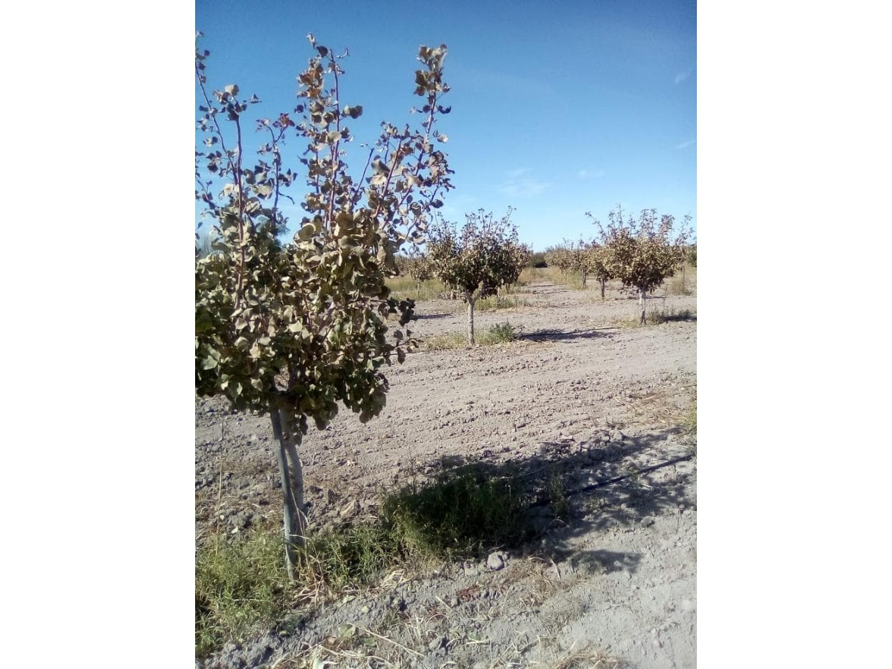 Oportunidad - Venta Finca De 190 Ha Con Pistachos - 100%  Riego Por Goteo - Depto. 25 De Mayo.-