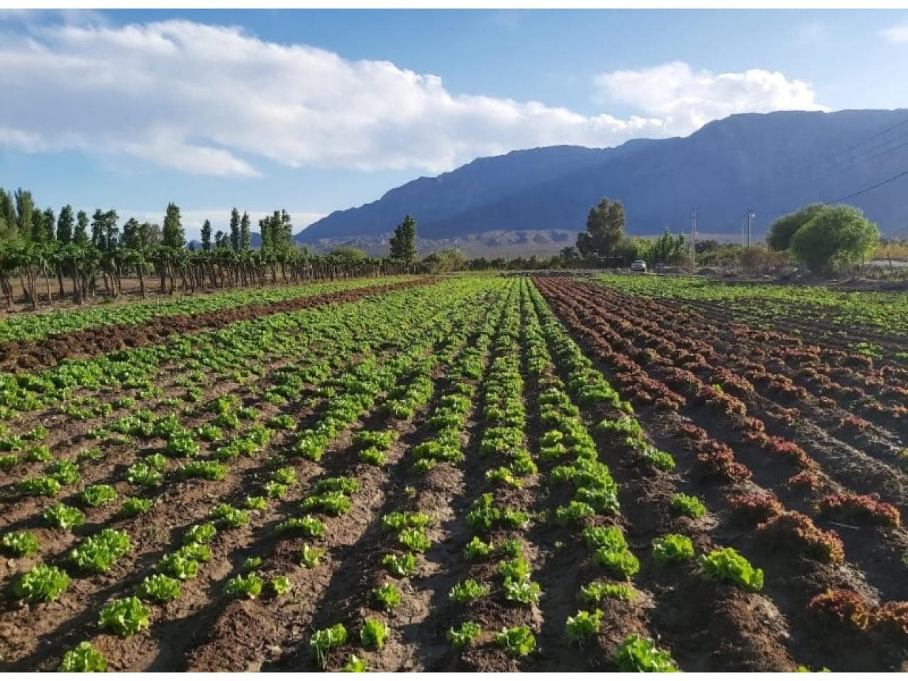 Finca De 2,6 Ha En Pocito - Calle Canal Cespedes Entre Calles 11 Y 12 - 1 Ha De Parral Y Pozo De Agua Propio.-