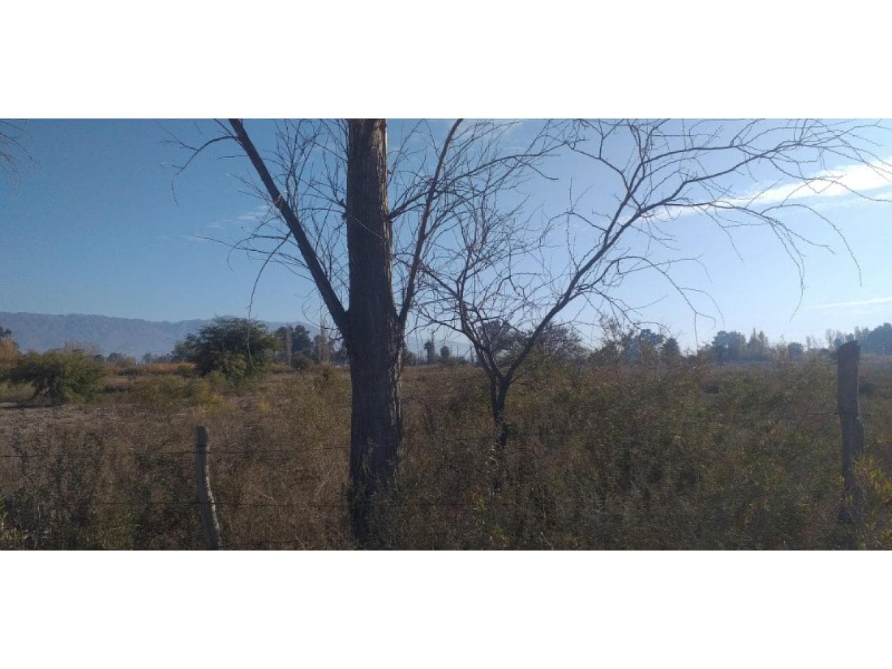 Venta. Terreno 52.000 Mts Cuadrados. Albardon