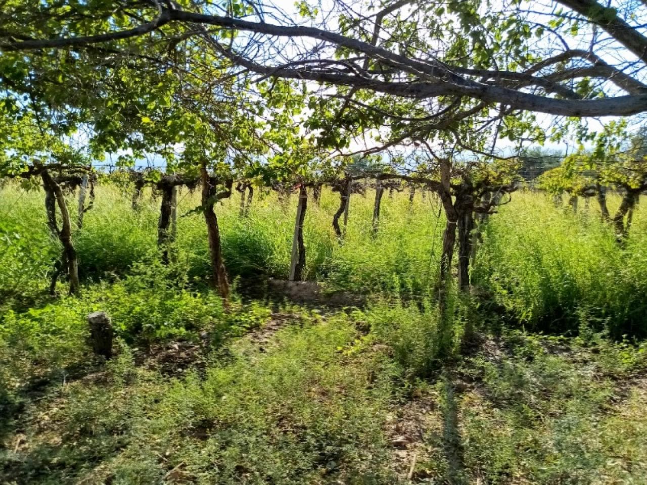 Venta. Finca En Calle Las Palmas . Angaco