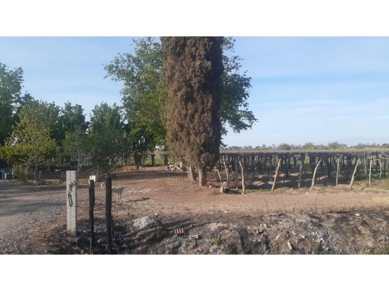 Venta. Finca En Angaco. Calle Velázquez