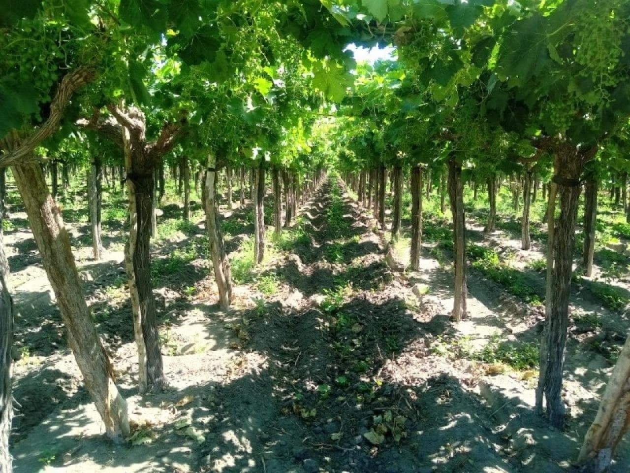 Oportunidad Fincas En Venta Con O Sin Producción