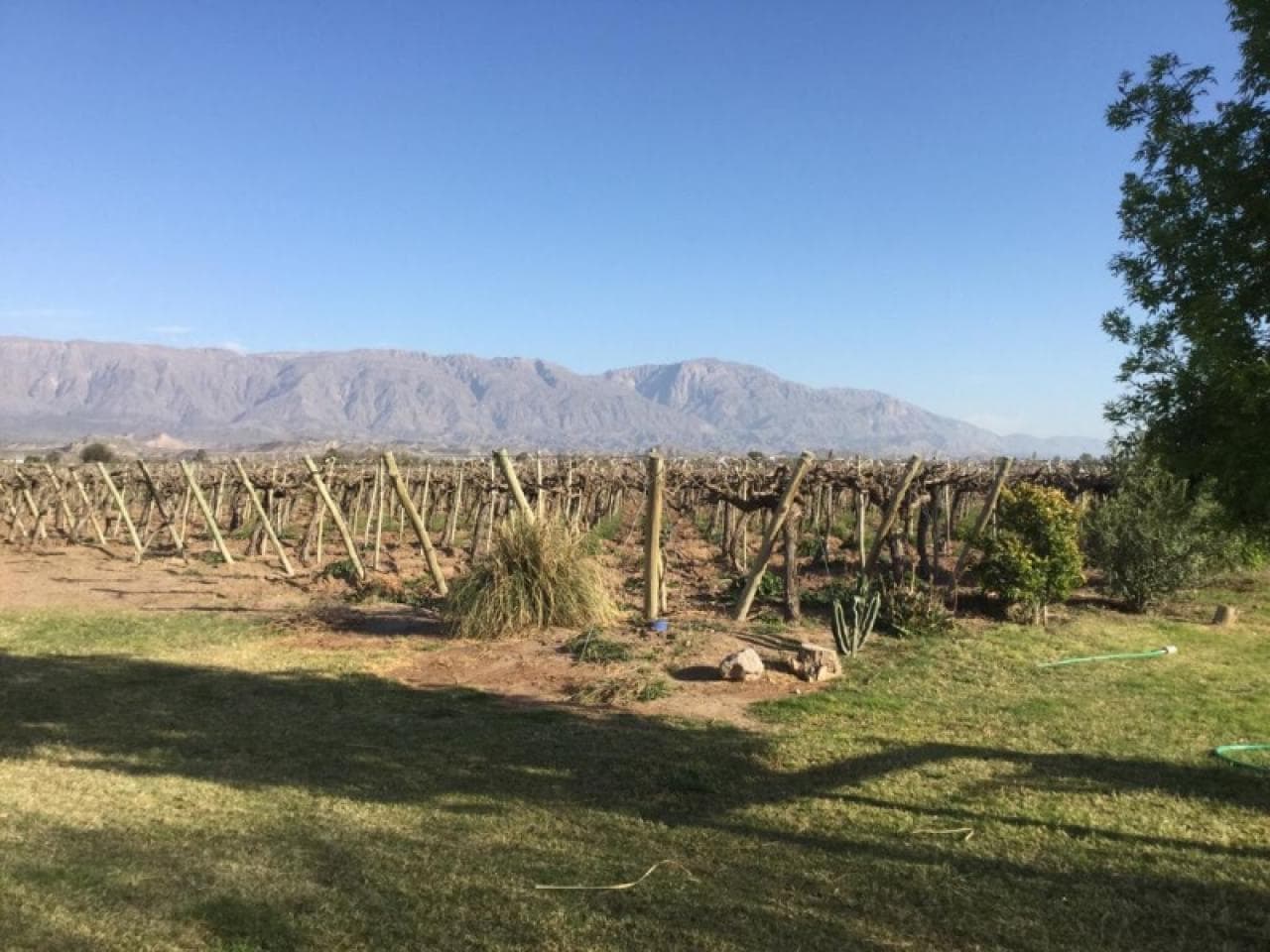 Venta. Finca De Uva Cereza