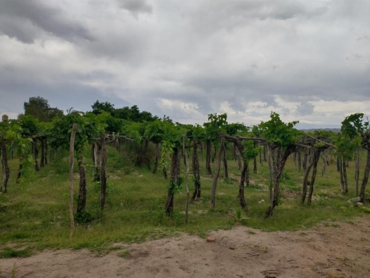 Venta Casa 4 Dorm, Parral, Sobre Ruta 40