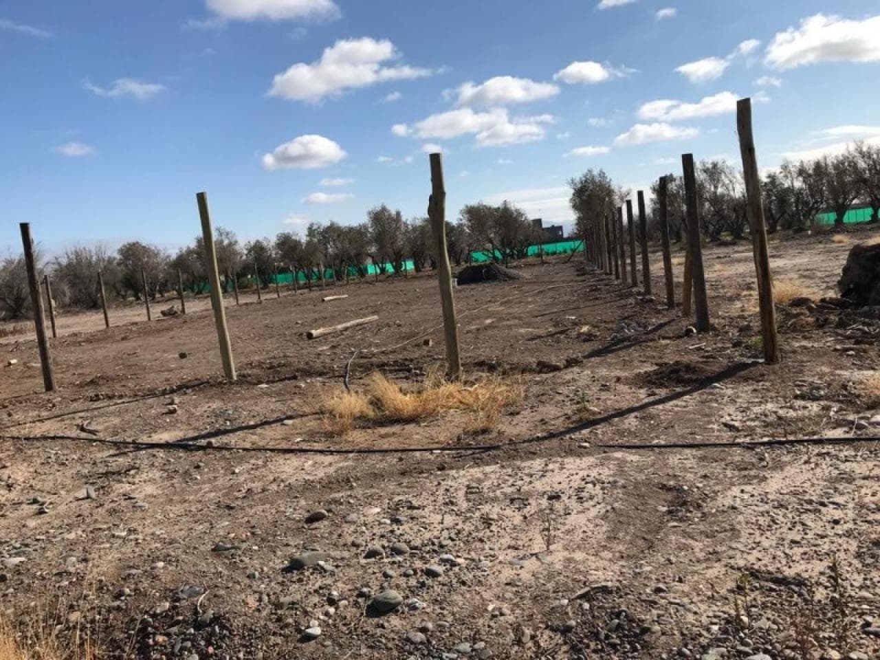 Venta. Lote San Juan De Los Olivos - 1000 Mts2 - Limpio Y Nivelado. Rawson