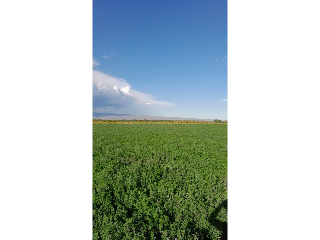 Venta. Finca De 38 Hectáreas Con Pozo Propio En 25 De Mayo, Ideal Pistacho