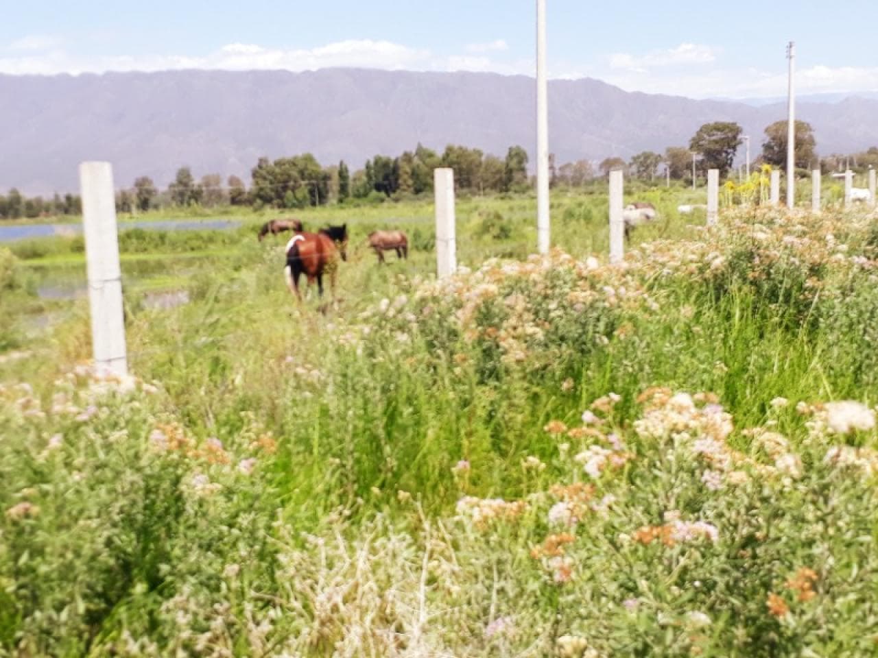 Venta. Lote De 1000 Mts. Zonda