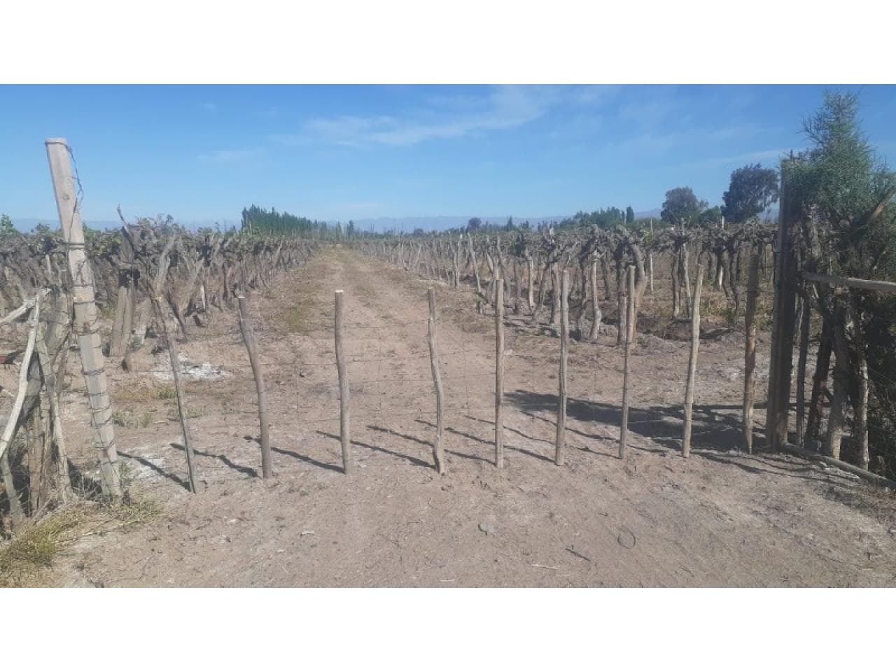 Oportunidad - Venta Finca De 22 Ha Con Derecho De Riego De Agua - Angaco.-