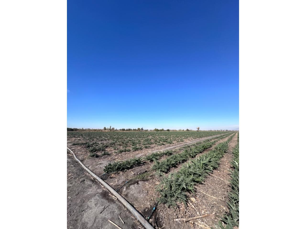 Venta. Finca Apta Para Cultivo Y/o Urbanización 4 Hectareas