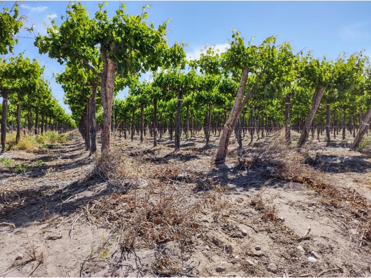 Venta. Finca En San Martin 90 Has Parrales Y Pasto Nuevos