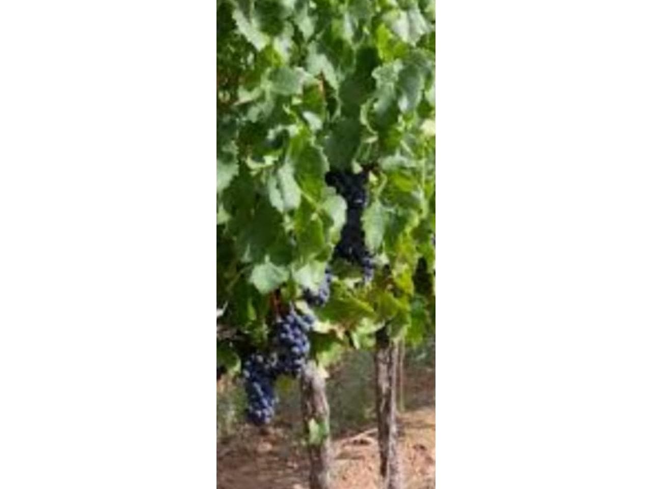 Venta. Finca De 22 Hs En Angaco Valor Usd 90.000