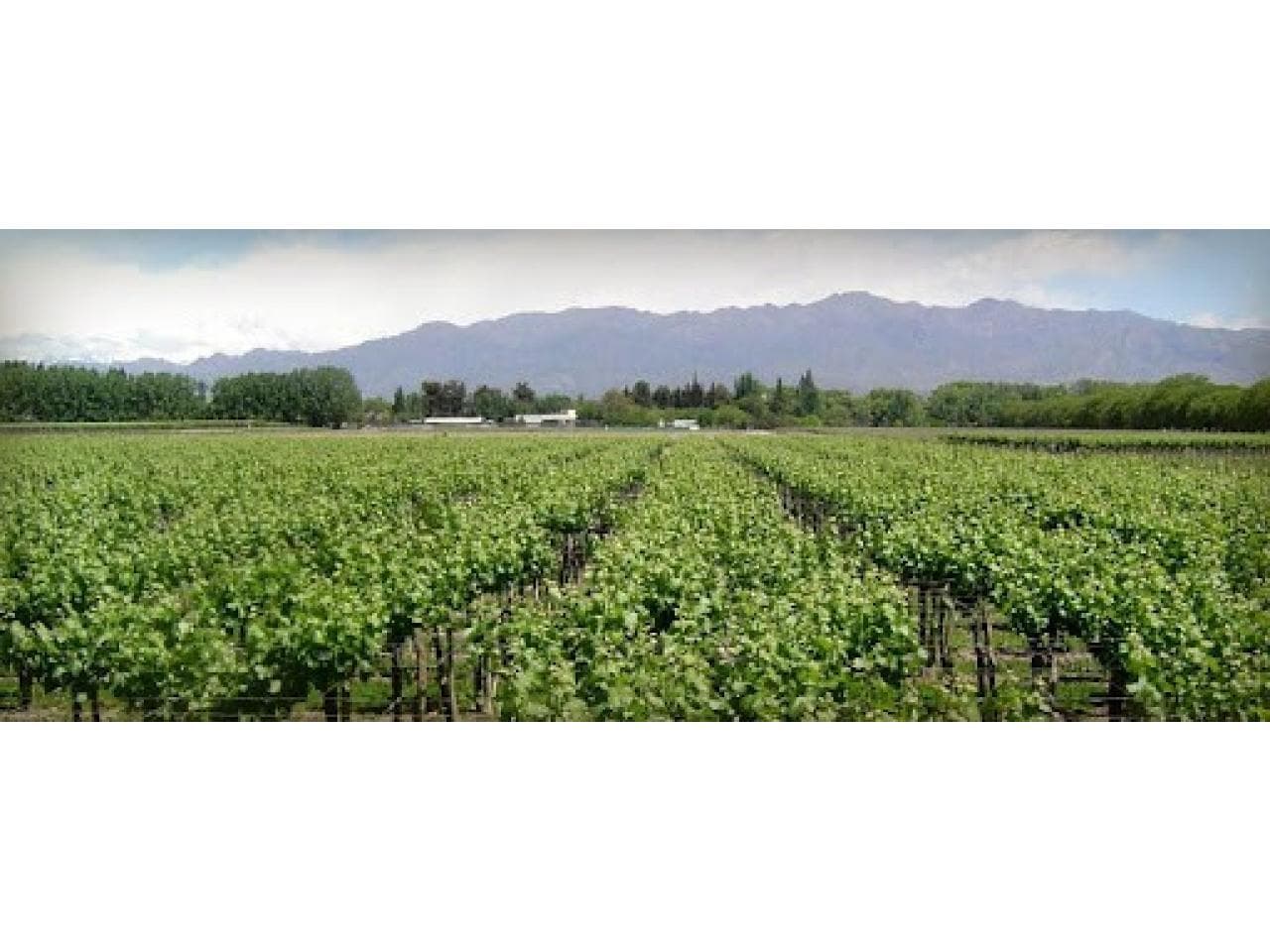 Venta. Finca De 65 Hectáreas En 25 De Mayo