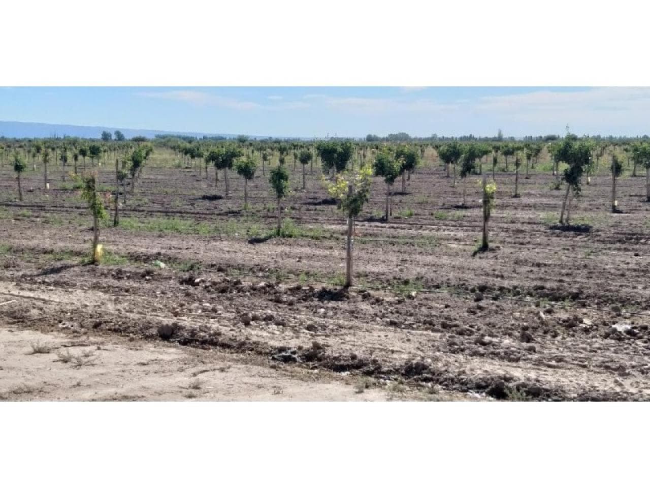 Oportunidad - Finca De 30 Ha Con 7 Ha De Pistachos - Pozo Propio Y 100% Riego Por Goteo - 25 De Mayo.-