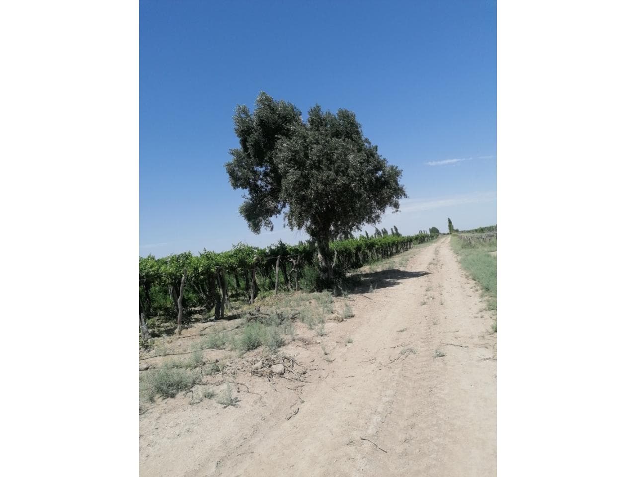 Venta. Finca 25 De Mayo - Particular Vende