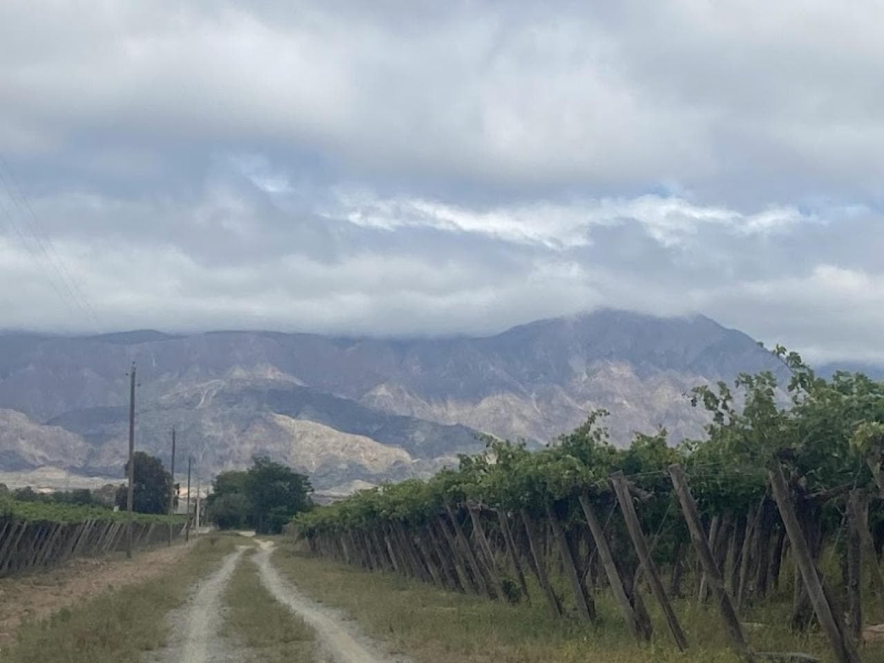 Venta. Excelente Finca Con Produccion De Vid. Pocito