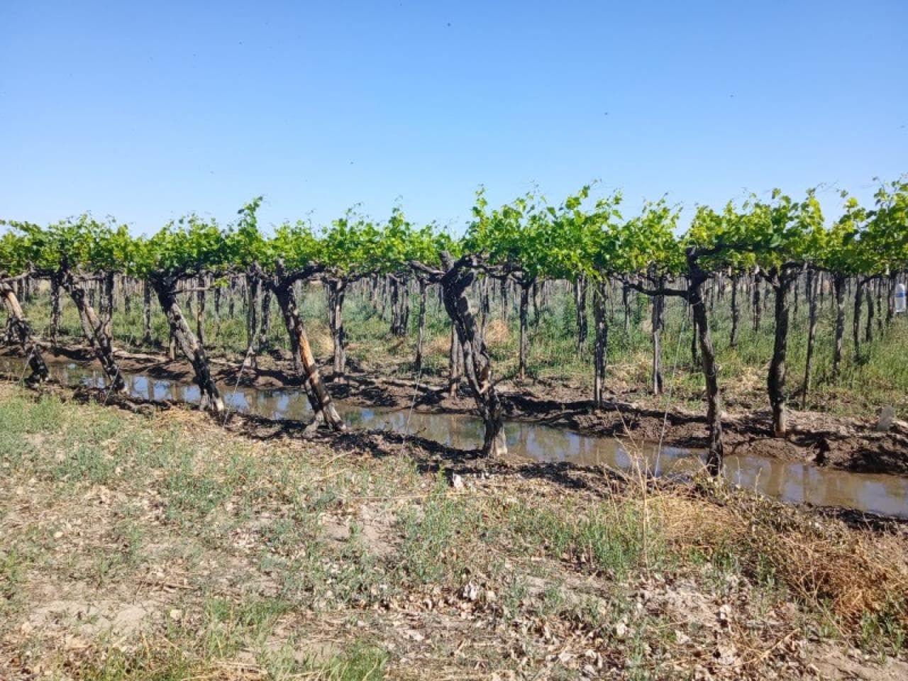 Venta - Permuto Finca Caucete Pozo De Los Algarrobos