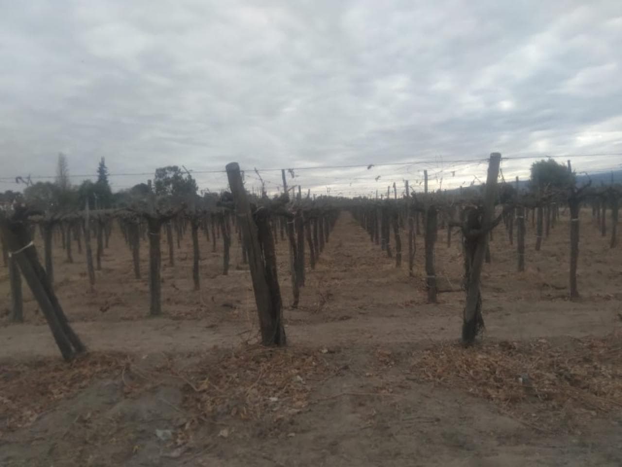 Venta Finca 5 Ha. En Caucete