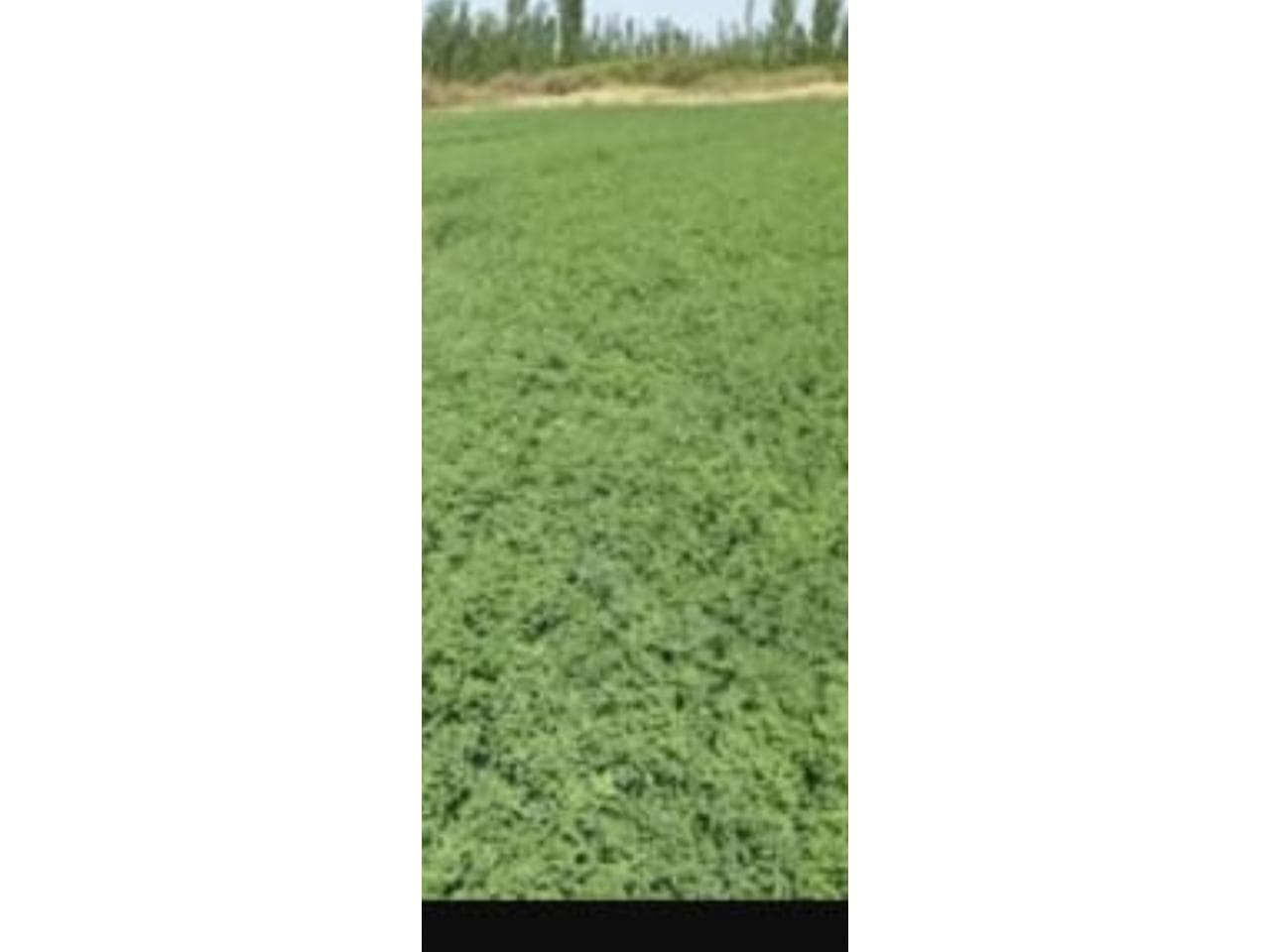 Oportunidad Vendo Finca De 52 Hs En Blanco Con Agua Para 42 Hs Esta Es Primera Tomadora De Turno .