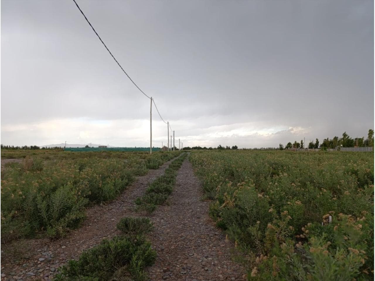 Se Vende 2 Lotes En El Medano De Oro 2200 Mts2 C/u