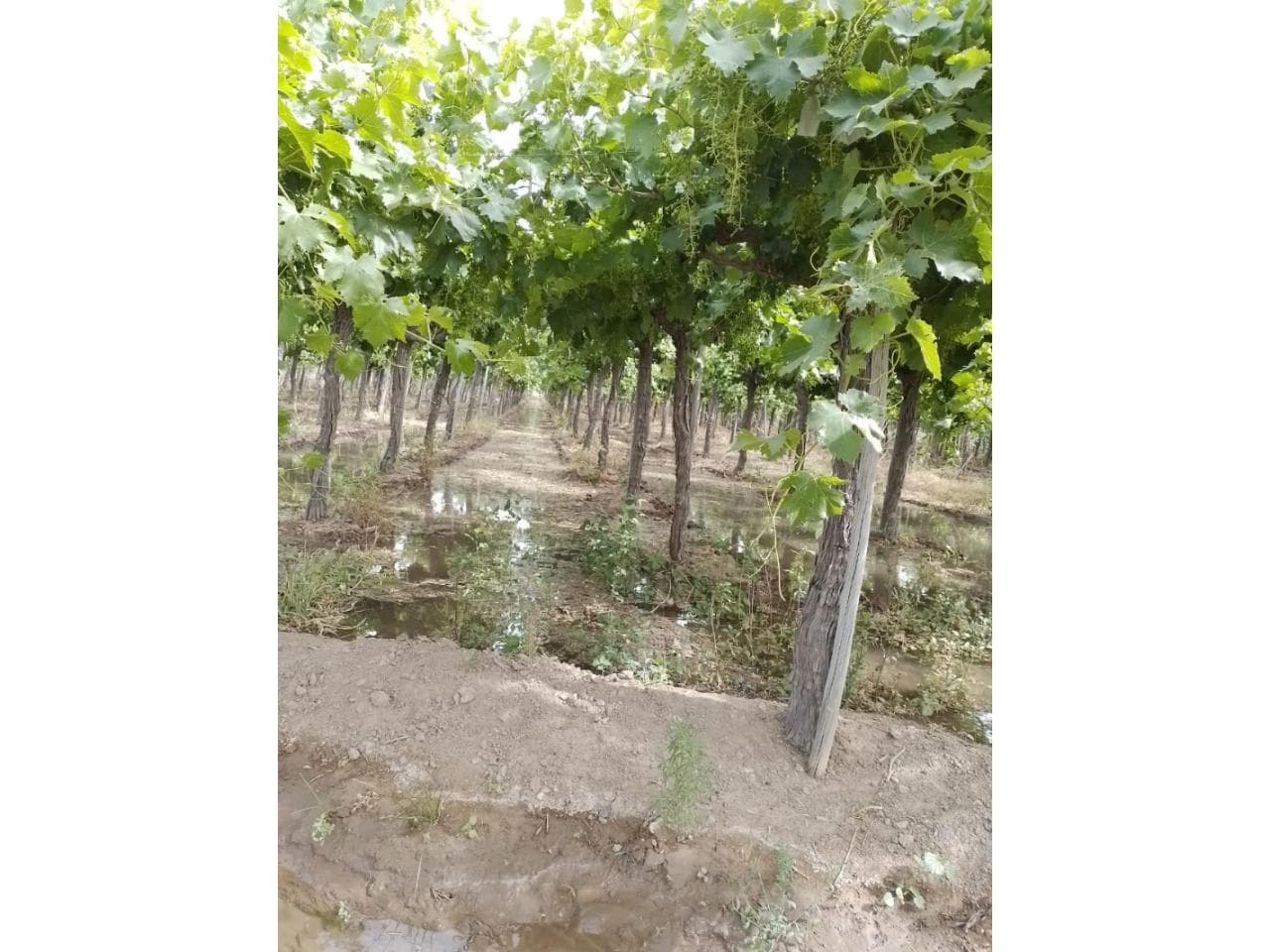 Finca En Produccción.diferentes Variedades Infraersuctura Antisismica. Perforación En Funcionamto.agua Propia. 26 Has