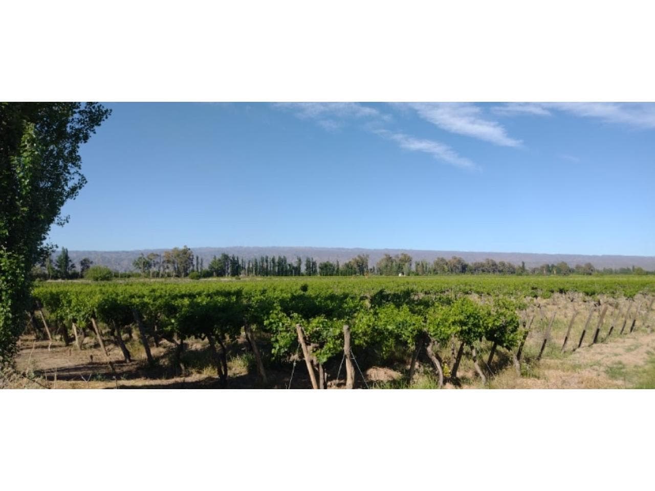 Vendo O Permuto Finca 5.5 Hectáreas En Caucete