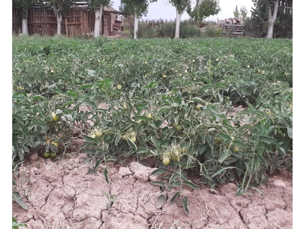 8500 Mts Con Casa A Terminar + Tractor Fahr A40 + Arado Reja + Rastra Dientes Con Piezas De Adobe+pozo De Agua