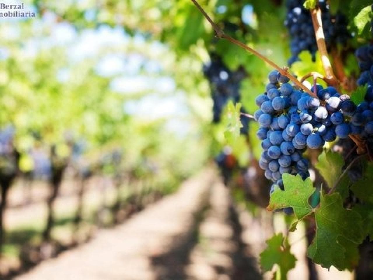 Venta. Finca Productiva - San Martín