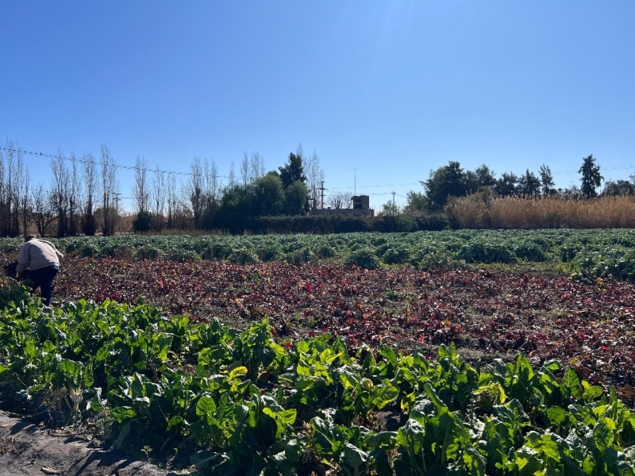 Venta Terreno  Calle Mayorga (calle 7), Rawson  3.375 M² Productivos