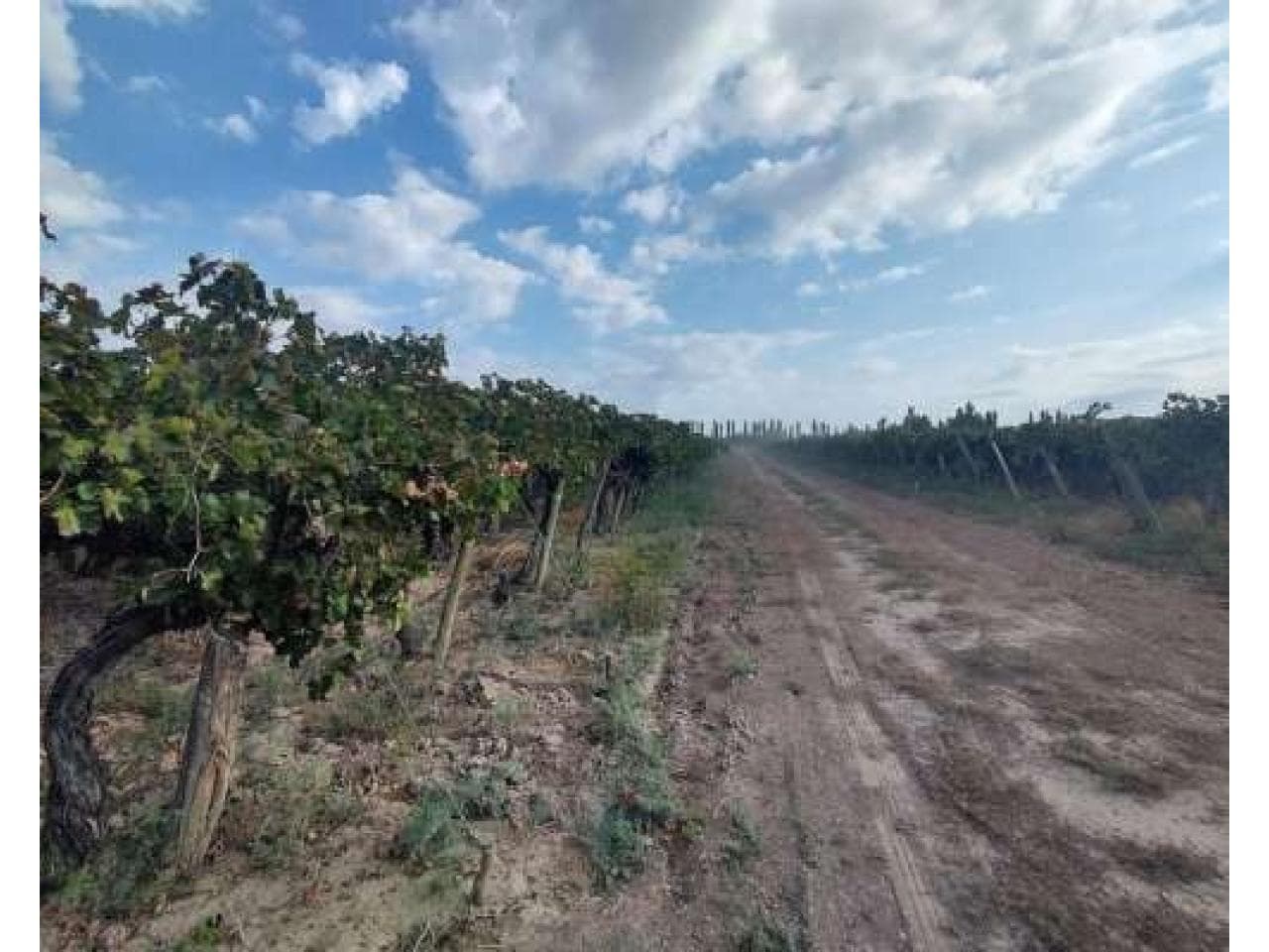 Venta De Finca Con Gran Potencial De Producción