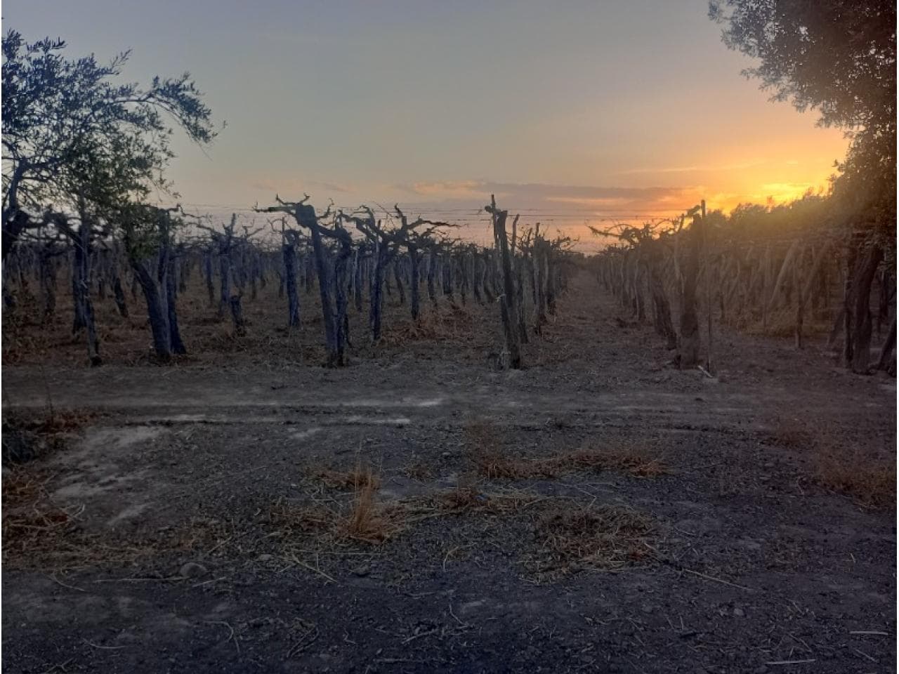 Venta. Lote. Corazón De Manzana. Santa Lucia