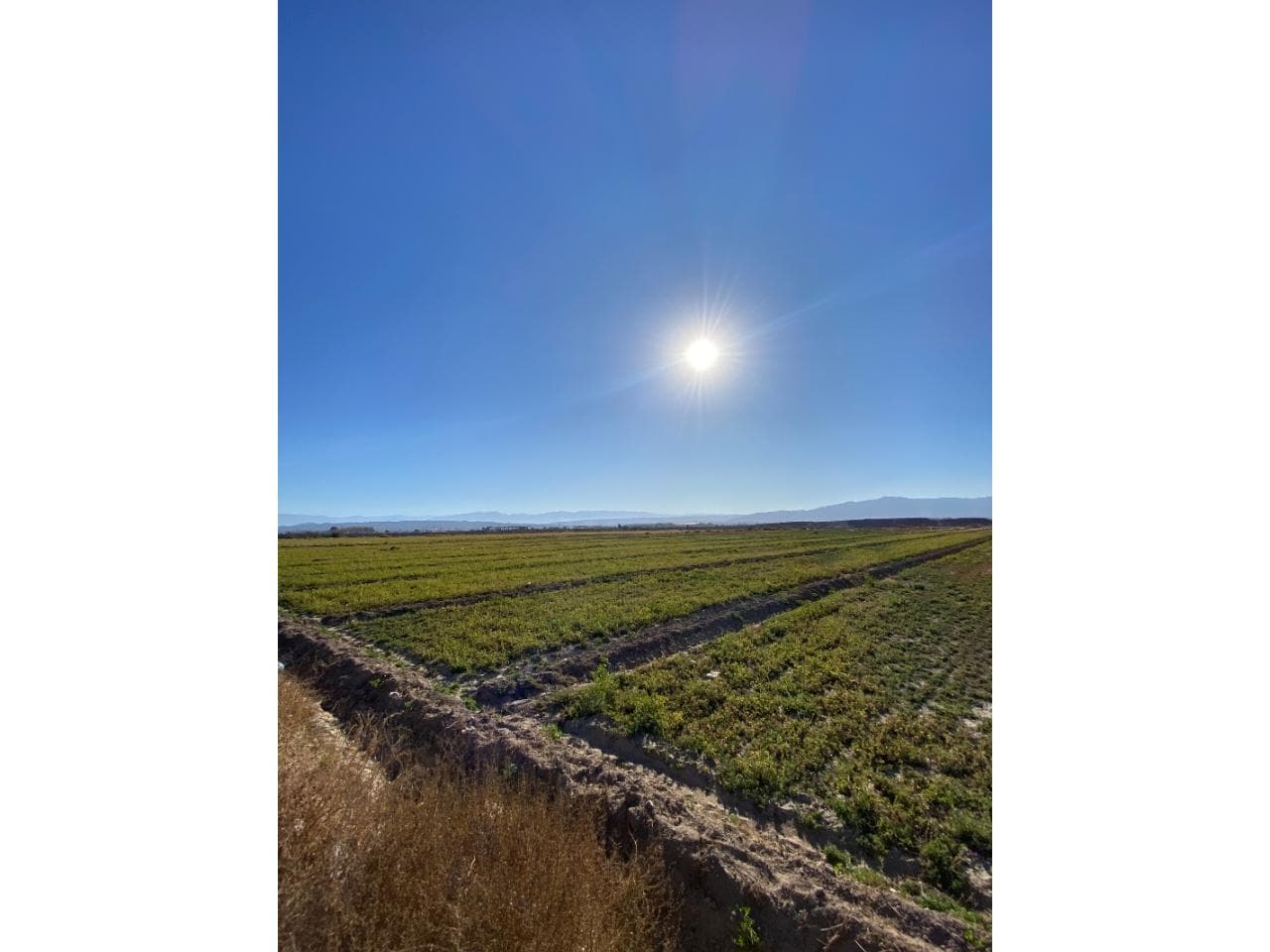 Se Vende Finca De 8 Hectáreas En Necochea Y Centenario Con Producción De Alfalfa Y Pozo Propio