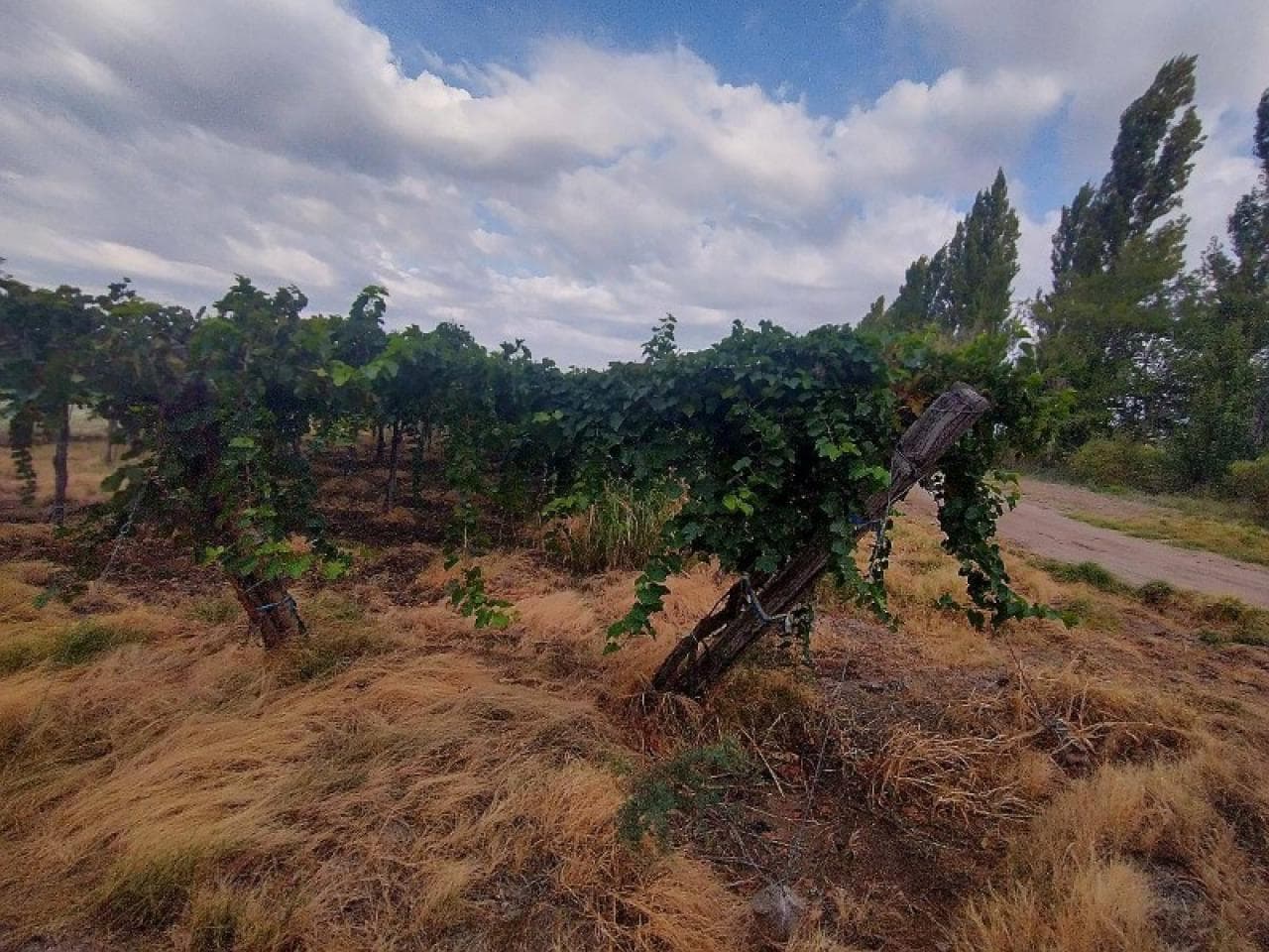 Excelentísima Finca En 25 De Mayo