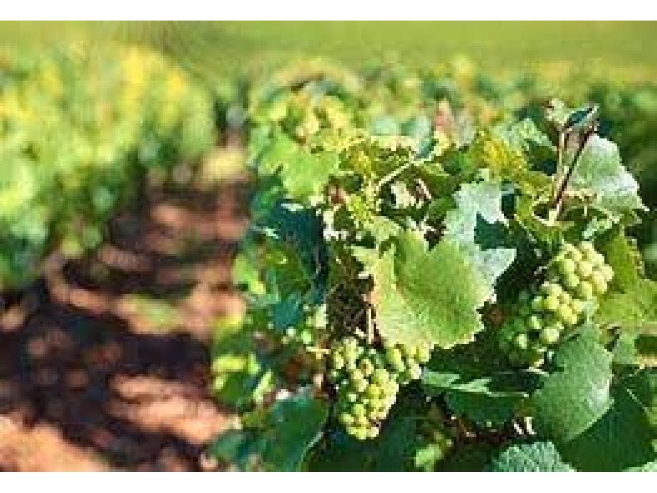 Venta Finca. Oportunidad Imperdible. San Martin