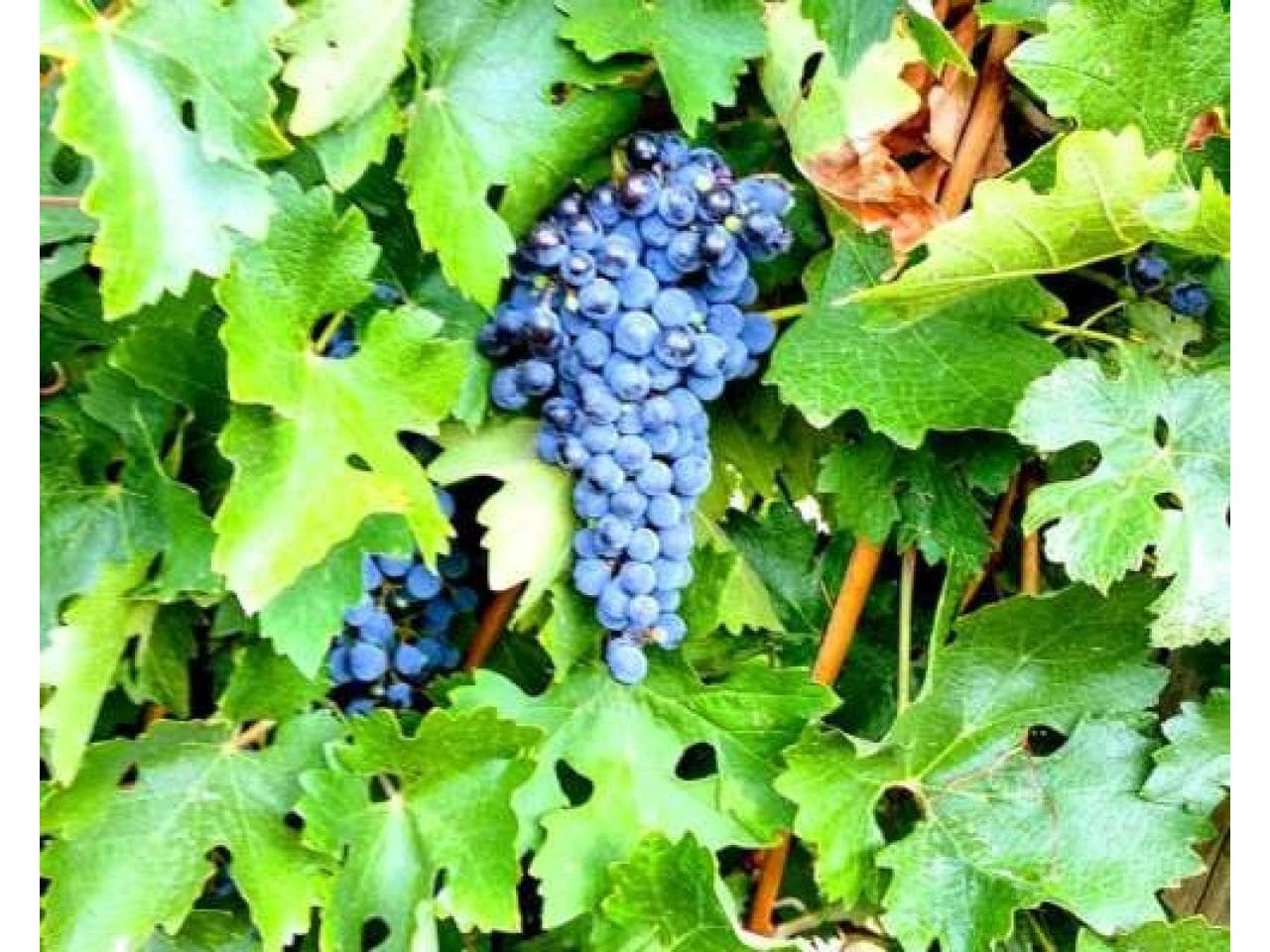 Venta. Oportunidad Imperdible - Finca En Angaco