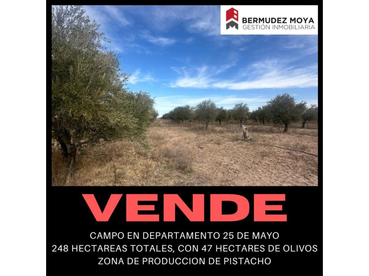 Venta. Finca De 248 Hectareas En Departamento 25 De Mayo, Con Producción De Olivos, Zona Productiva De Pistacho