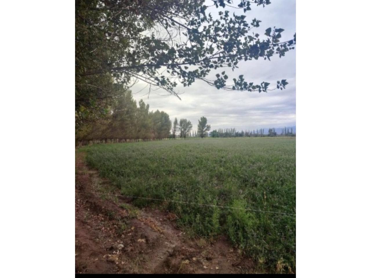Rematamos 17 Hectárea En Jachal Con Horas De Riego Lista Para Escriturar