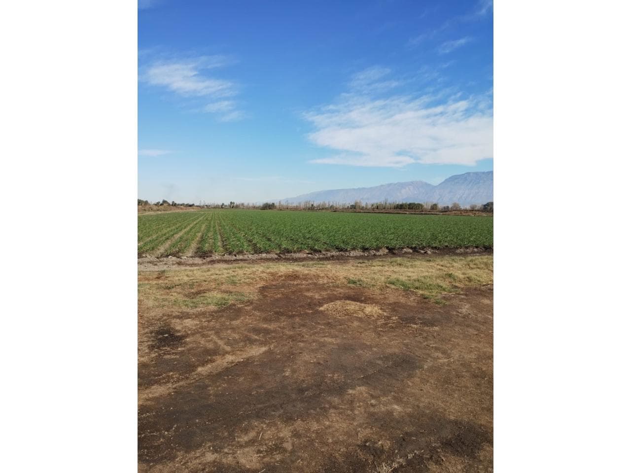 Venta Finca 6hs - Con Producción. Rawson
