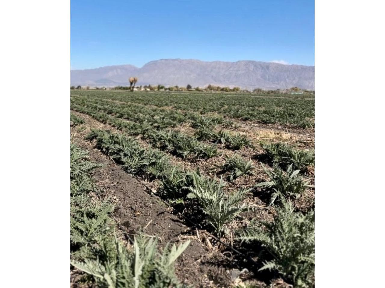 Finca 4 Has Calle 8 Y Tascheret Con Pozo Propio Y Electro Bomba
