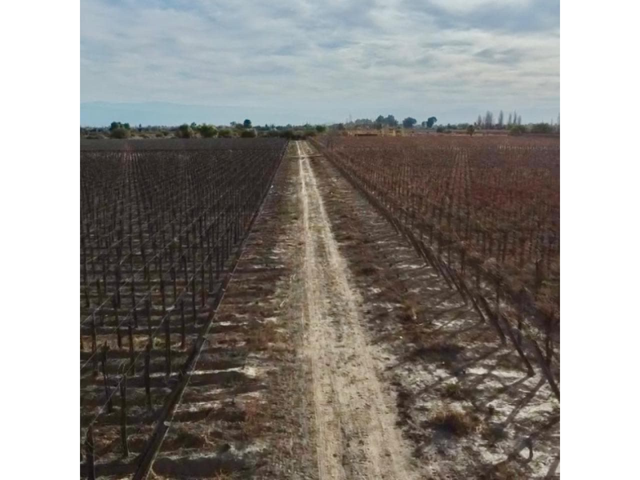 Finca Vitivinícola En Producción De 23 Has, Pozo Propio, Reservorio, Riego Por Goteo Y Mas Mejoras