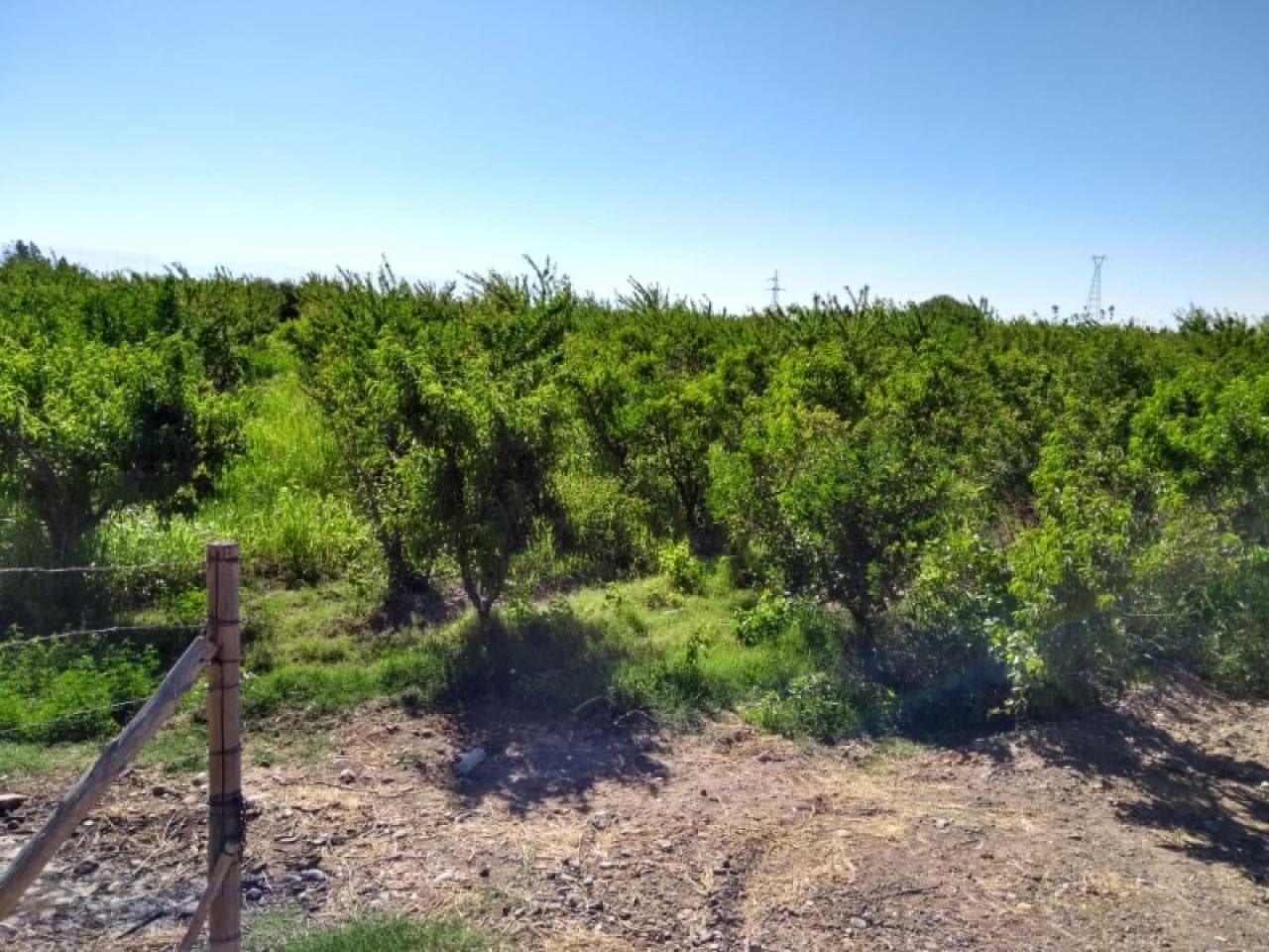 17.500 M2 Finca/terreno En Albardon