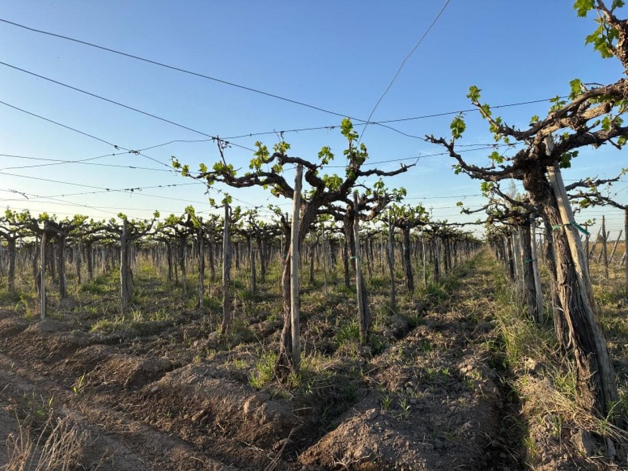 Finca En Venta En El Mogote