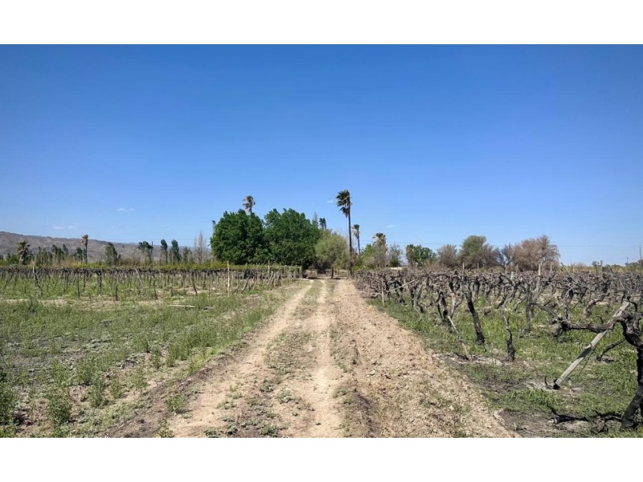 Venta Finca De 24 Hectáreas Ubicada En La Puntilla  Caucete, En Intersección De Calle San Isidro Y Ruta Nacional 20