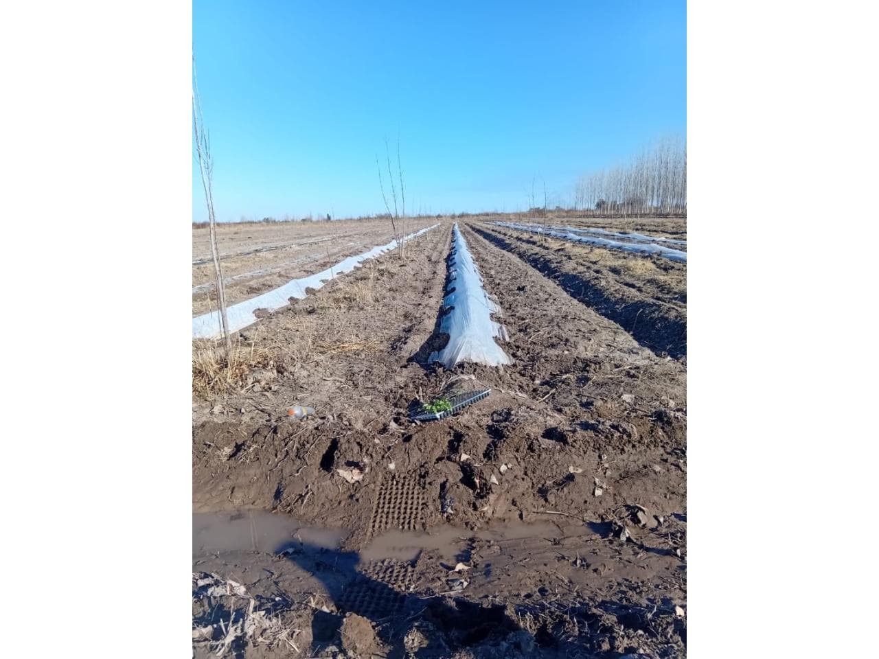 Vendo Finca 78.5 Hectareas En Cochagual