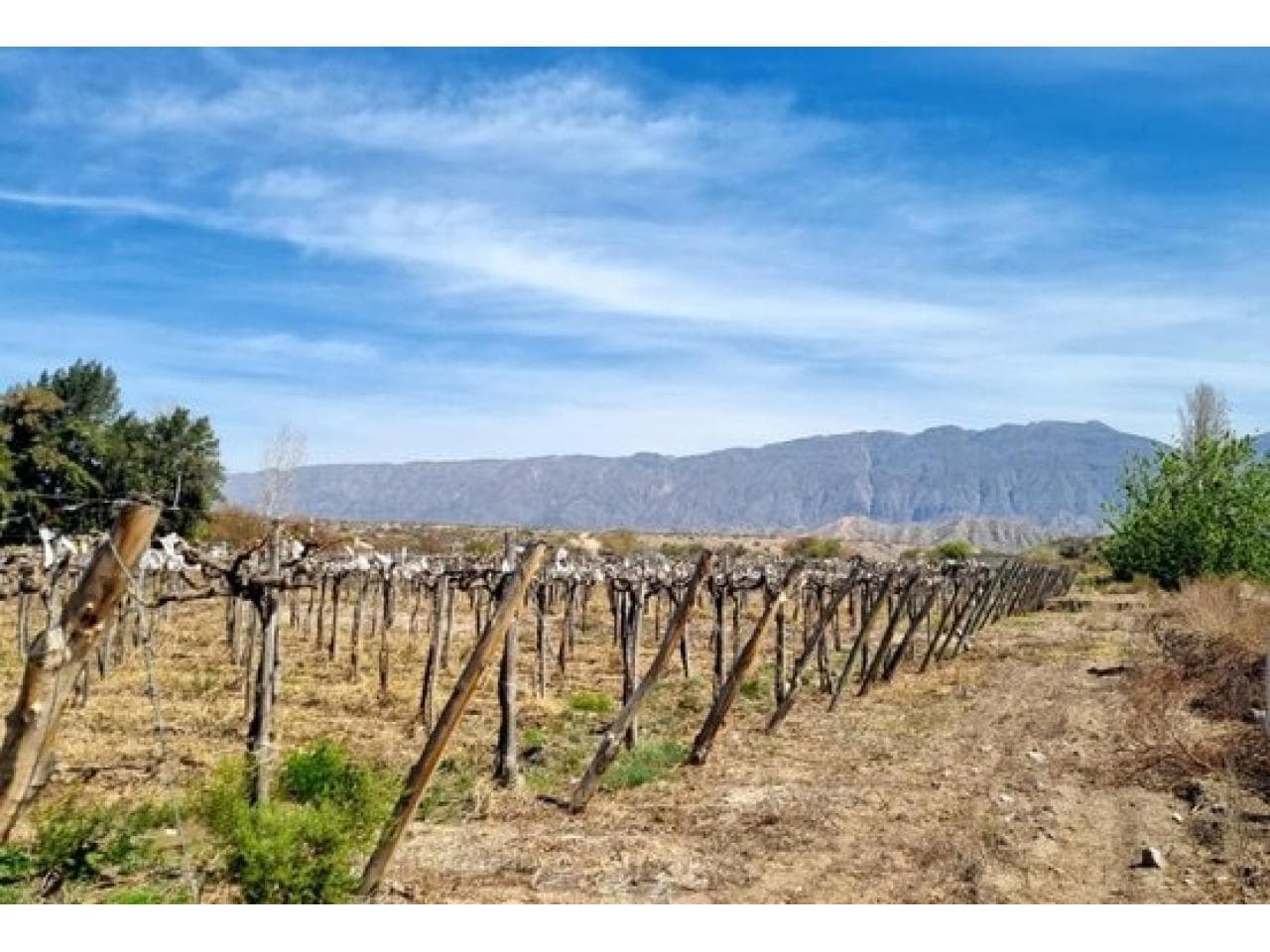 Finca 6,49 Has En Produccion, Carpinteria, Pocito. Mls#420981133-91