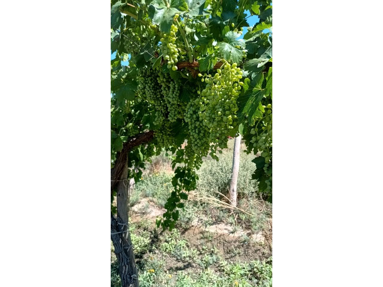 Venta, Finca 8,5 Hectáreas Con 7 Hectáreas De Parrales Zona Monumento Al Gaucho. Rawson