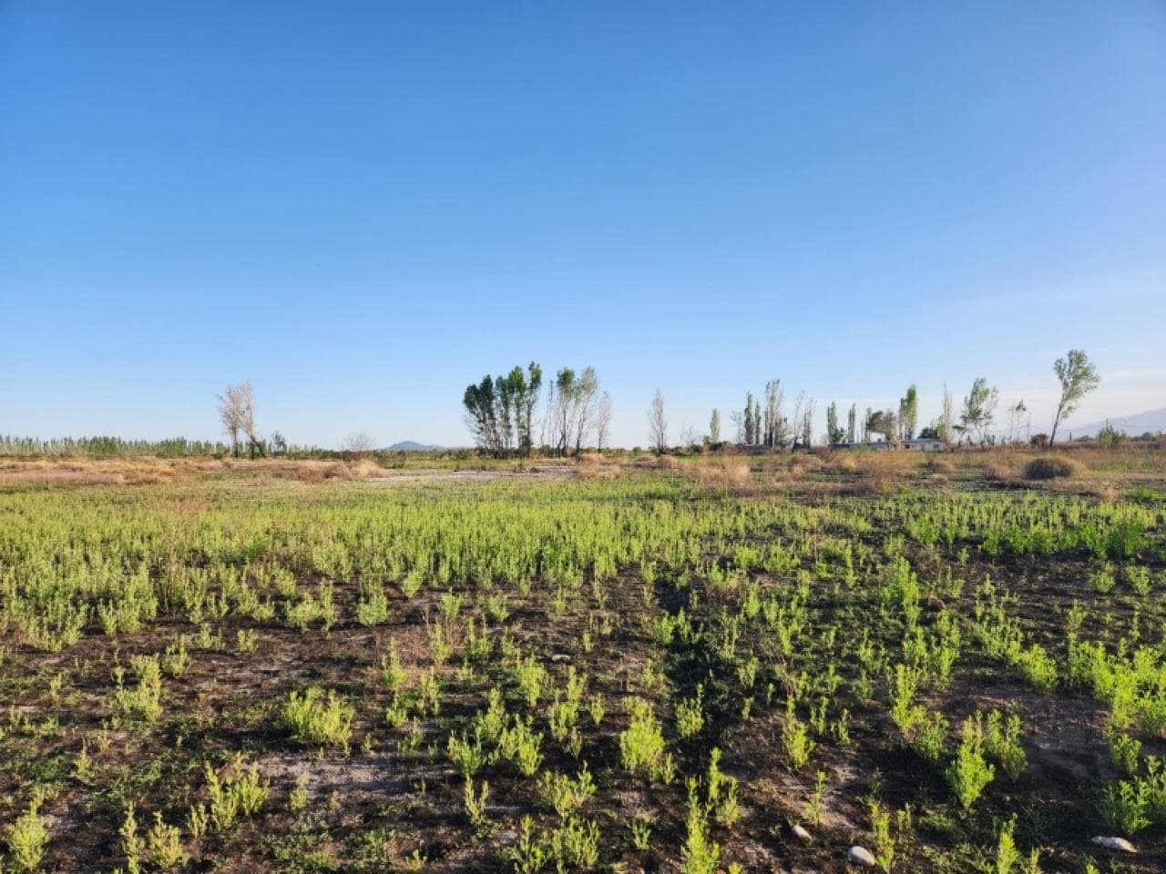 Venta- Campo En Médano De Oro- 10has
